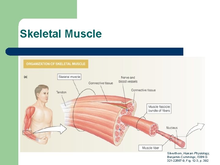 Skeletal Muscle Silverthorn, Human Physiology, Benjamin-Cummings, ISBN 0321 -22687 -9, Fig. 12 -3, p.