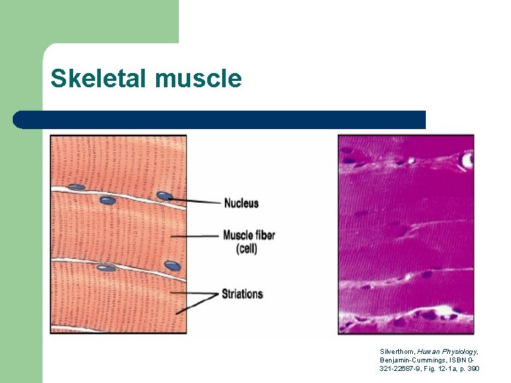 Skeletal muscle Silverthorn, Human Physiology, Benjamin-Cummings, ISBN 0321 -22687 -9, Fig. 12 -1 a,