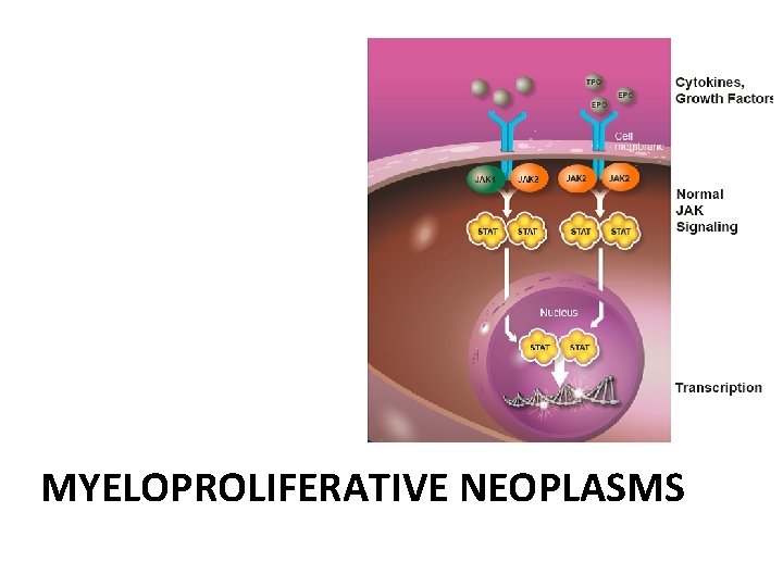 MYELOPROLIFERATIVE NEOPLASMS 