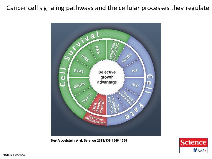 Cancer cell signaling pathways and the cellular processes they regulate Bert Vogelstein et al.