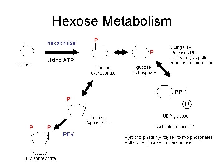 Hexose Metabolism hexokinase P P glucose Using ATP glucose 6 -phosphate glucose 1 -phosphate