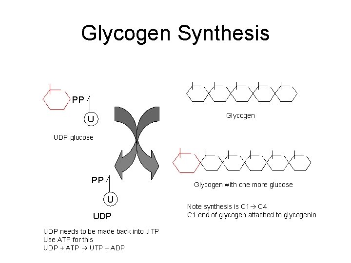 Glycogen Synthesis PP Glycogen U UDP glucose PP Glycogen with one more glucose U