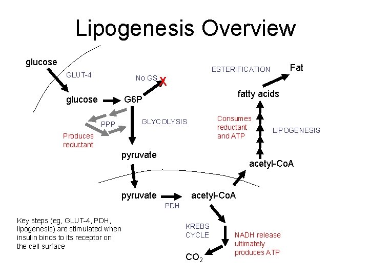 Lipogenesis Overview glucose Fat ESTERIFICATION GLUT-4 No GS glucose X fatty acids G 6