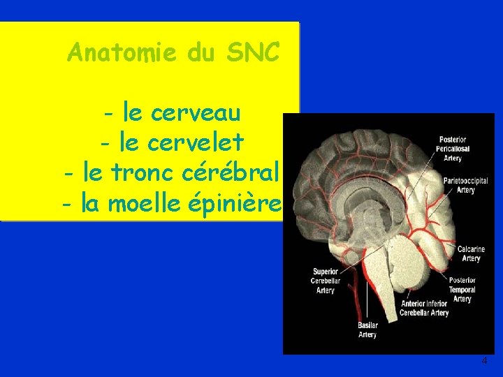 Anatomie du SNC - le cerveau - le cervelet - le tronc cérébral -