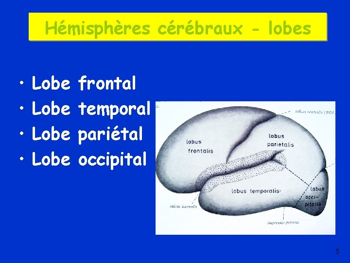 Hémisphères cérébraux - lobes • • Lobe frontal temporal pariétal occipital 5 
