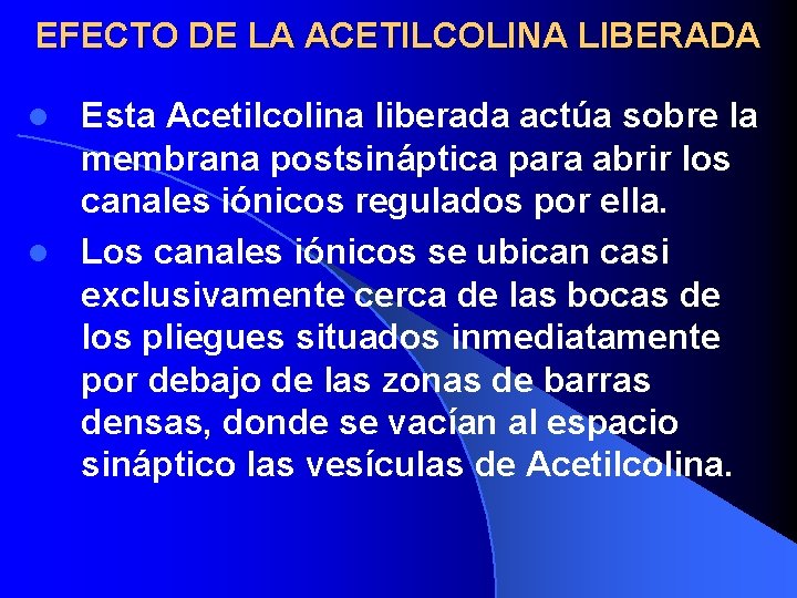 EFECTO DE LA ACETILCOLINA LIBERADA Esta Acetilcolina liberada actúa sobre la membrana postsináptica para