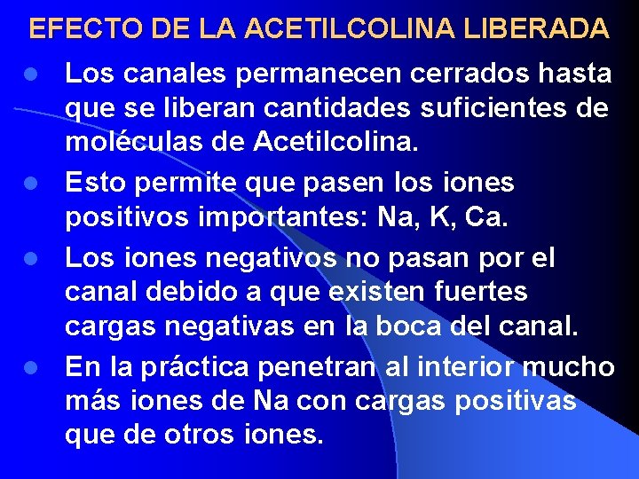 EFECTO DE LA ACETILCOLINA LIBERADA Los canales permanecen cerrados hasta que se liberan cantidades