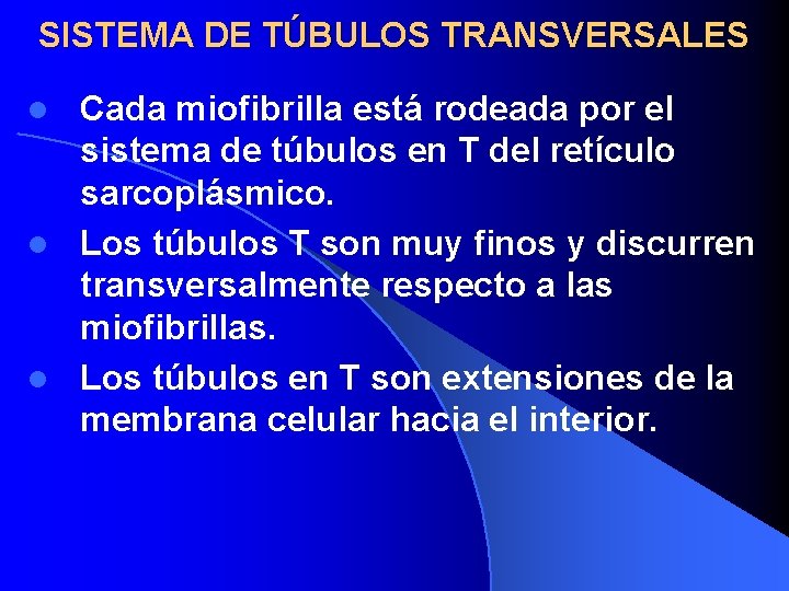 SISTEMA DE TÚBULOS TRANSVERSALES Cada miofibrilla está rodeada por el sistema de túbulos en