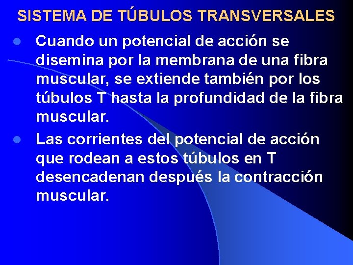 SISTEMA DE TÚBULOS TRANSVERSALES Cuando un potencial de acción se disemina por la membrana