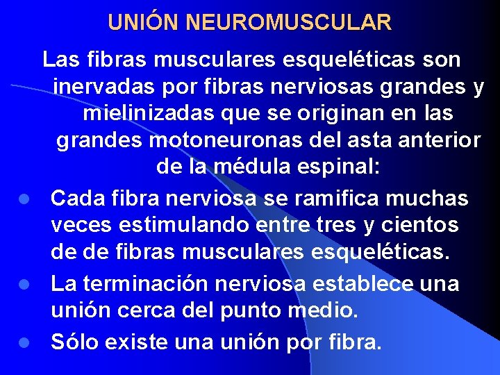 UNIÓN NEUROMUSCULAR Las fibras musculares esqueléticas son inervadas por fibras nerviosas grandes y mielinizadas