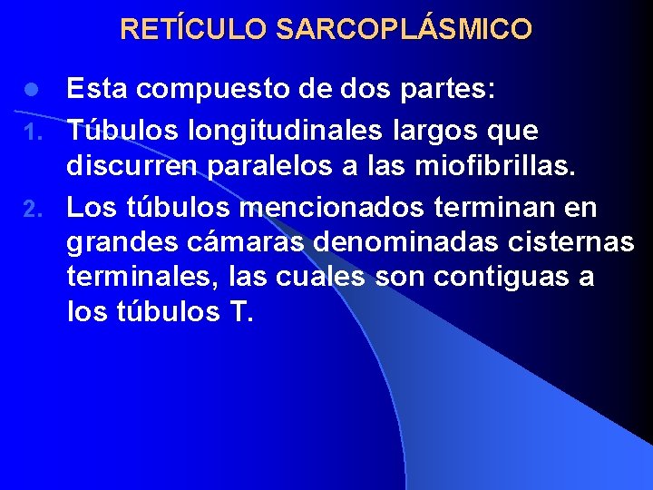 RETÍCULO SARCOPLÁSMICO Esta compuesto de dos partes: 1. Túbulos longitudinales largos que discurren paralelos