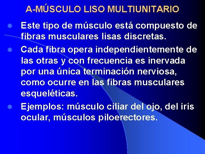 A-MÚSCULO LISO MULTIUNITARIO Este tipo de músculo está compuesto de fibras musculares lisas discretas.