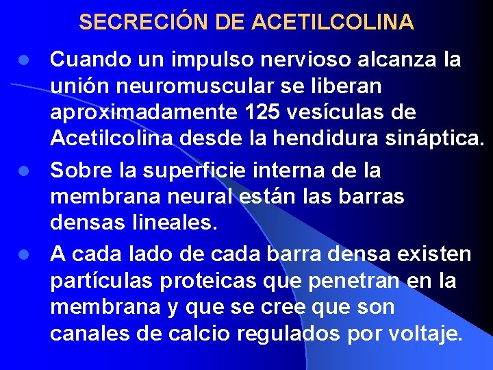 SECRECIÓN DE ACETILCOLINA Cuando un impulso nervioso alcanza la unión neuromuscular se liberan aproximadamente