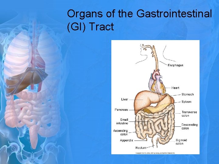 Organs of the Gastrointestinal (GI) Tract 