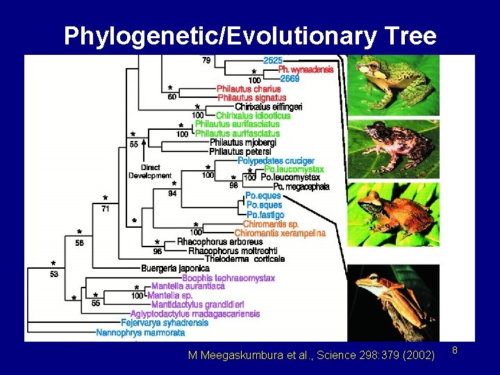 Phylogenetic/Evolutionary Tree M Meegaskumbura et al. , Science 298: 379 (2002) 8 