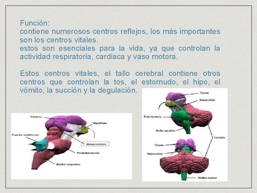 Función: contiene numerosos centros reflejos, los más importantes son los centros vitales. estos son