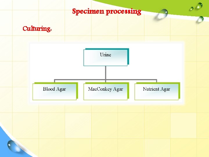 Specimen processing Culturing: 