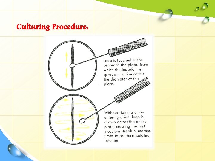 Culturing Procedure: 