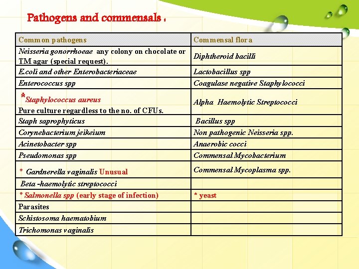 Pathogens and commensals : Common pathogens Neisseria gonorrhoeae any colony on chocolate or TM