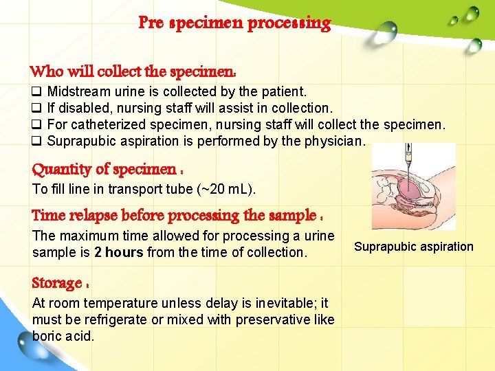 Pre specimen processing Who will collect the specimen: q Midstream urine is collected by