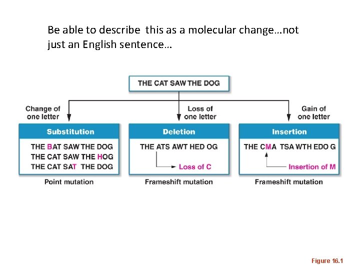 Be able to describe this as a molecular change…not just an English sentence… Figure