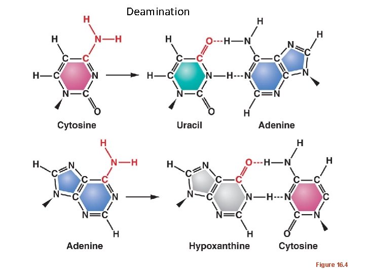 Deamination Figure 16. 4 