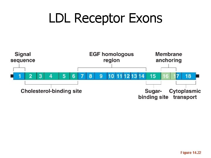 LDL Receptor Exons Figure 14. 22 