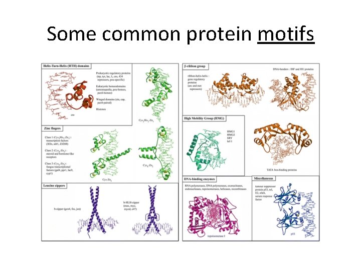 Some common protein motifs 