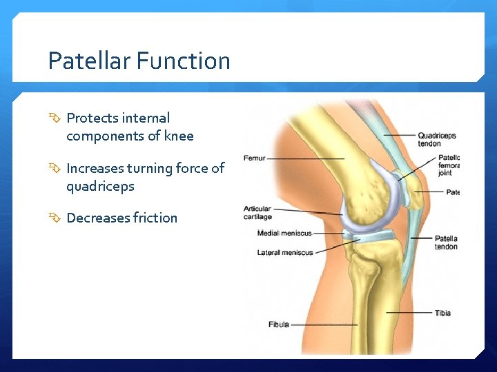 Patellar Function Protects internal components of knee Increases turning force of quadriceps Decreases friction