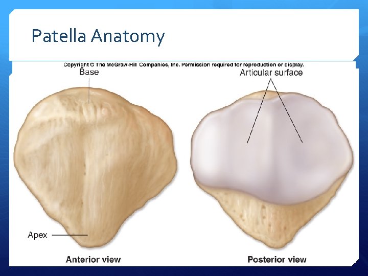 Patella Anatomy 