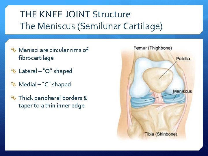 THE KNEE JOINT Structure The Meniscus (Semilunar Cartilage) Menisci are circular rims of fibrocartilage