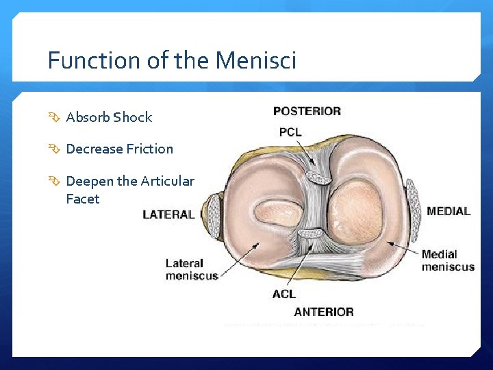 Function of the Menisci Absorb Shock Decrease Friction Deepen the Articular Facet 