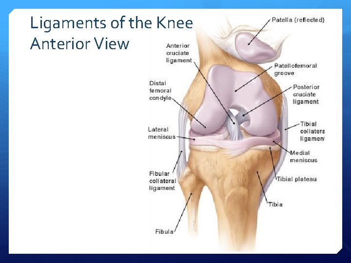 Ligaments of the Knee Anterior View 