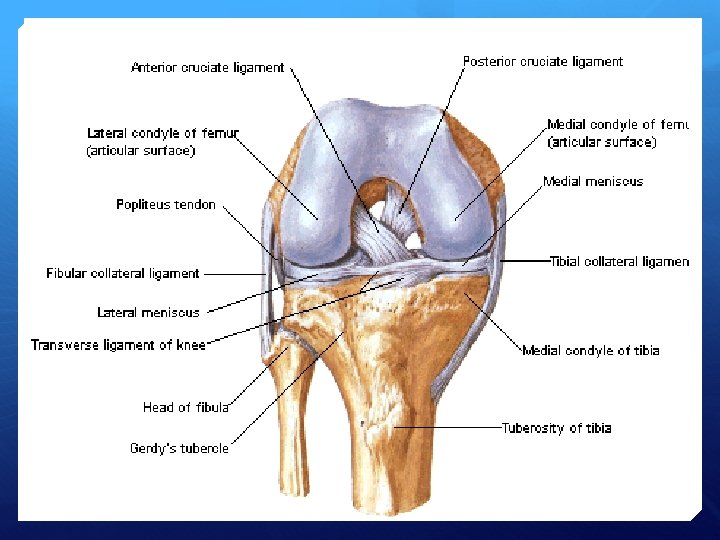 Anterior View 