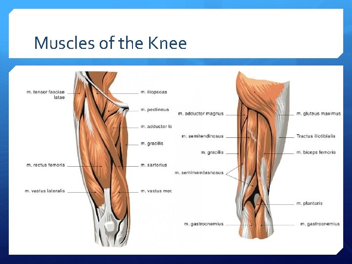 Muscles of the Knee 