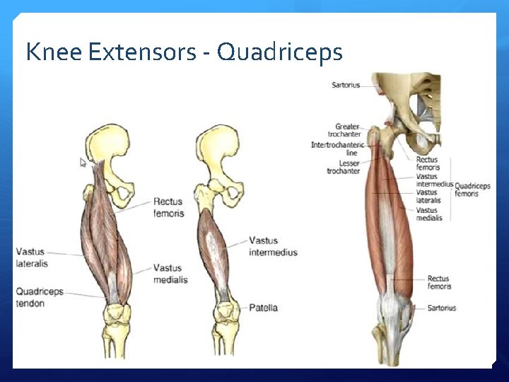 Knee Extensors - Quadriceps 