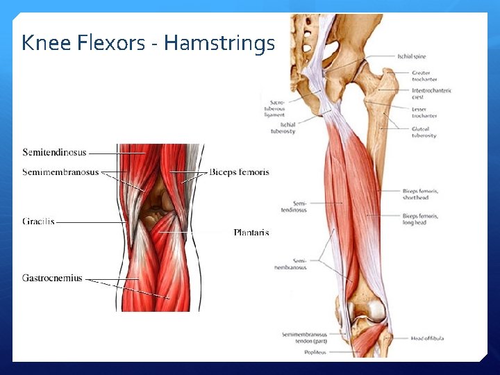 Knee Flexors - Hamstrings 