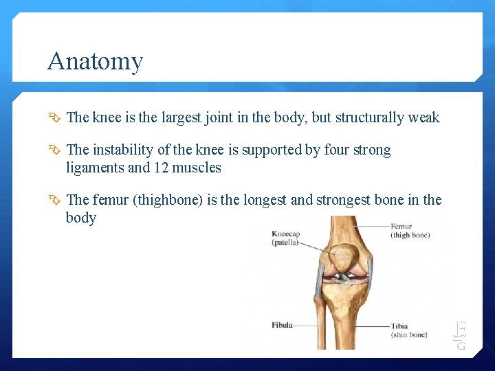Anatomy The knee is the largest joint in the body, but structurally weak The
