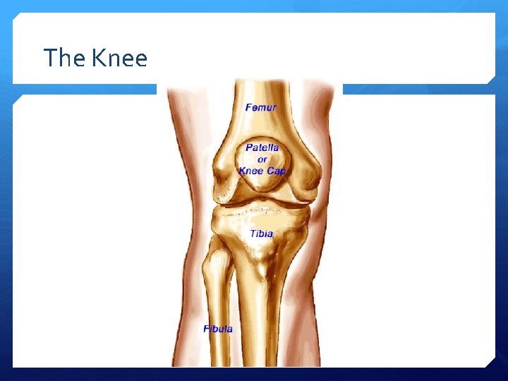 The Knee 