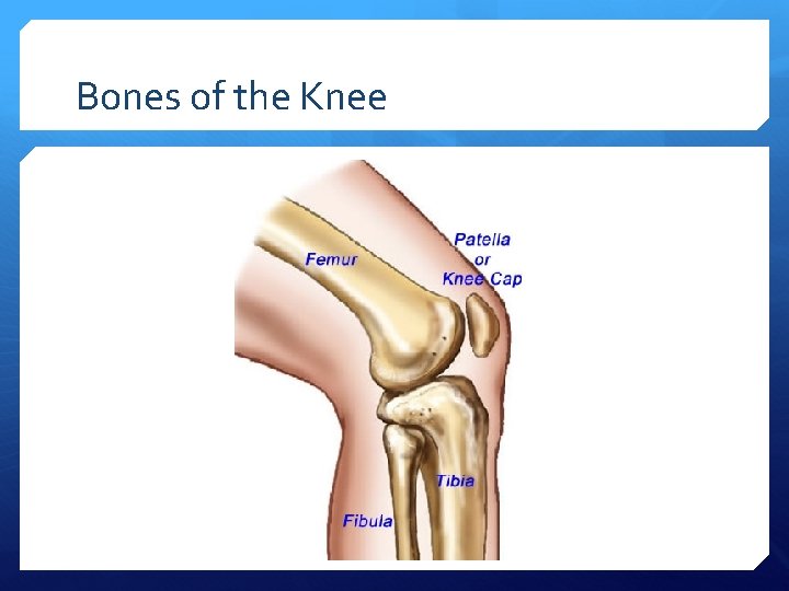 Bones of the Knee 