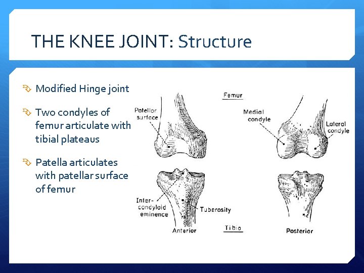 THE KNEE JOINT: Structure Modified Hinge joint Two condyles of femur articulate with tibial
