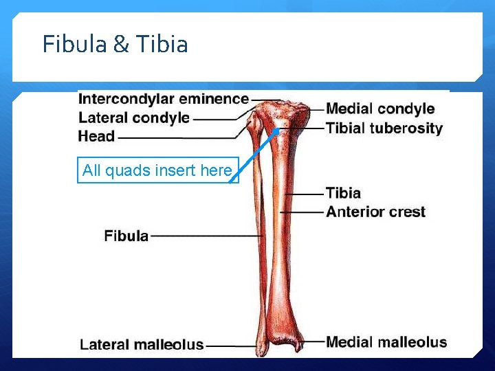 Fibula & Tibia All quads insert here 