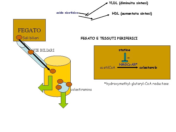 VLDL (diminuita sintesi) acido nicotinico HDL (aumentata sintesi) FEGATO Sali biliari FEGATO E TESSUTI