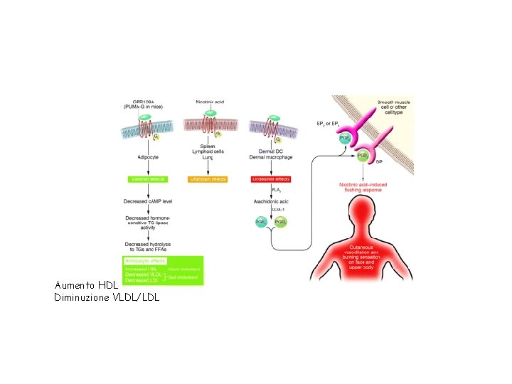 Aumento HDL Diminuzione VLDL/LDL 