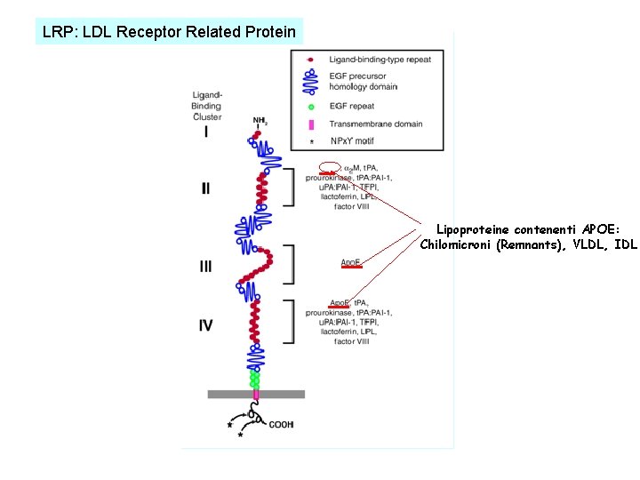 LRP: LDL Receptor Related Protein Lipoproteine contenenti APOE: Chilomicroni (Remnants), VLDL, IDL 