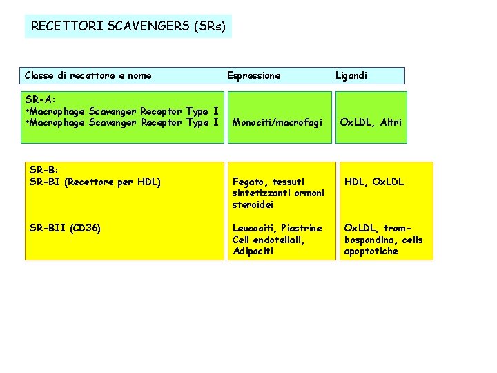 RECETTORI SCAVENGERS (SRs) Classe di recettore e nome SR-A: • Macrophage Scavenger Receptor Type