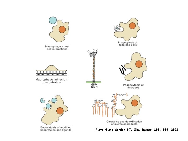 Platt N and Gordon SJ. Clin. Invest. 108, 649, 2001 