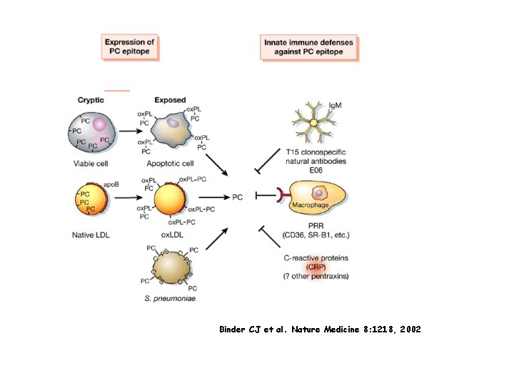 Binder CJ et al. Nature Medicine 8: 1218, 2002 