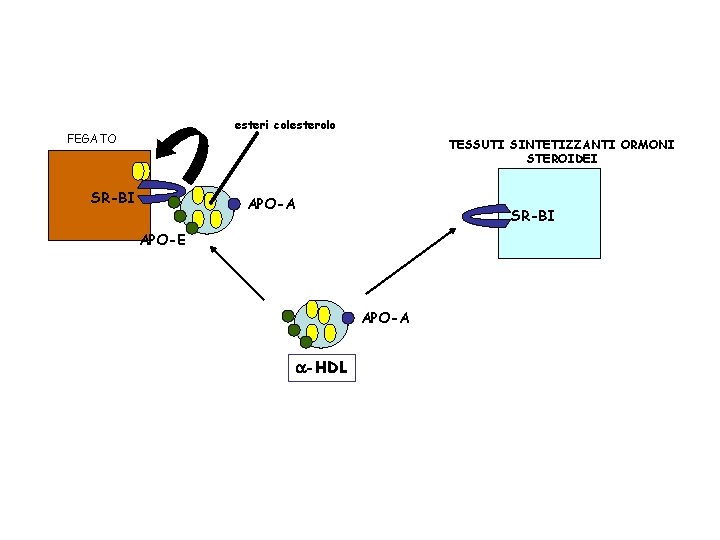 esteri colesterolo FEGATO TESSUTI SINTETIZZANTI ORMONI STEROIDEI SR-BI APO-A SR-BI APO-E APO-A a-HDL 