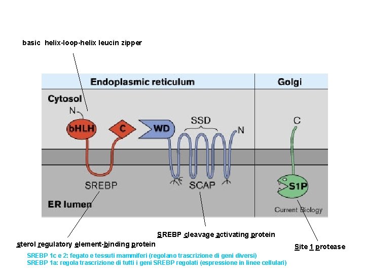 basic helix-loop-helix leucin zipper SREBP cleavage activating protein sterol regulatory element-binding protein SREBP 1